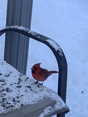 Cardinalis cardinalis