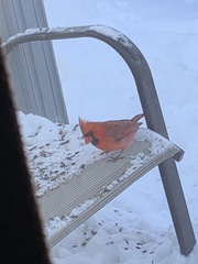 Cardinalis cardinalis