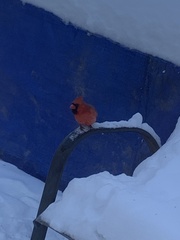 Cardinalis cardinalis