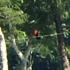 Amblyramphus holosericeus