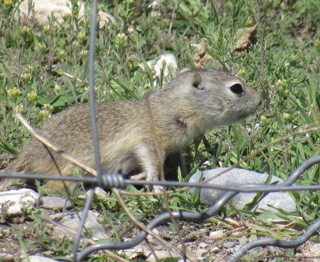 Piute Ground Squirrel