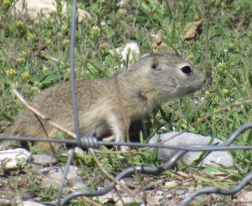 Piute Ground Squirrel