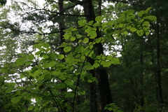 Corylus sieboldiana mandshurica