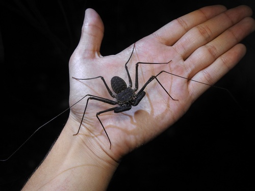 Paraphrynus pococki
