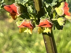 Scrophularia sambucifolia