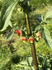 Scrophularia sambucifolia