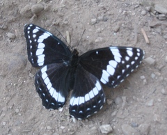 Limenitis weidemeyerii