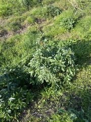 Scrophularia sambucifolia