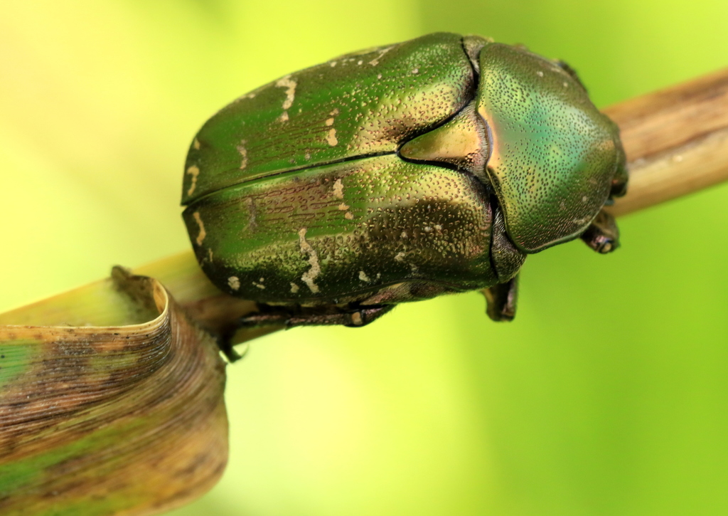 Protaetia