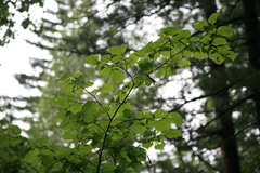 Corylus sieboldiana mandshurica