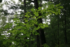 Corylus sieboldiana mandshurica