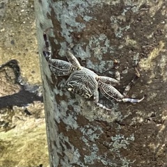 Grapsus albolineatus