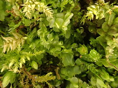 Chiloscyphus pallescens