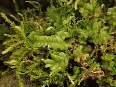 Chiloscyphus pallescens