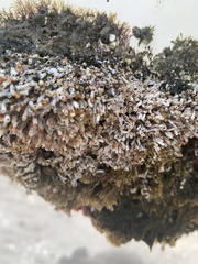 Serpulidae