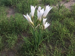 Zephyranthes jamesonii