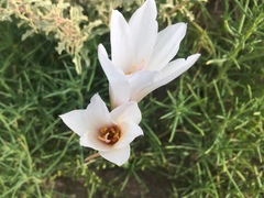 Zephyranthes jamesonii