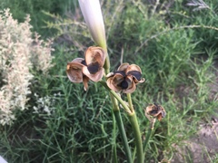 Zephyranthes jamesonii