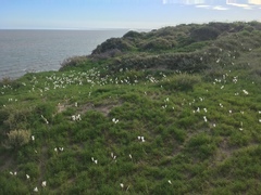 Zephyranthes jamesonii
