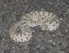 Crotalus cerastes cerastes