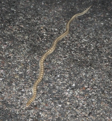 Arizona elegans candida