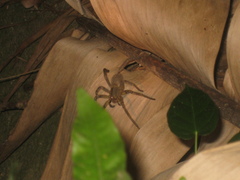 Phoneutria nigriventer