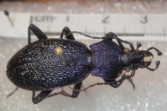 Carabus croaticus