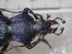 Carabus croaticus