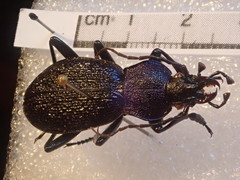 Carabus croaticus