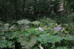 Petasites tatewakianus