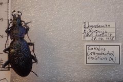 Carabus croaticus