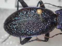 Carabus croaticus