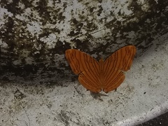 Chersonesia intermedia