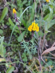 Linaria amethystea multipunctata