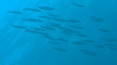 Sphyraena borealis