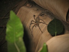 Phoneutria nigriventer