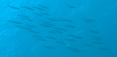 Sphyraena borealis