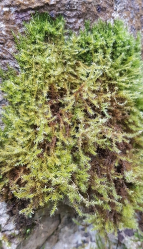 Image of Campylium protensum by (c) Helen Waterman, some rights reserved (CC BY)