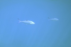 Scomberoides lysan