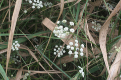 Apiaceae