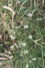 Apiaceae