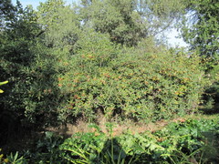 Mal-rosado (Erythricium salmonicolor)