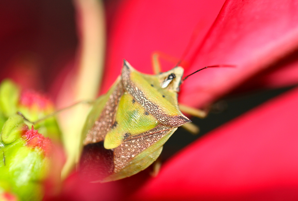 Grass Stink Bugs
