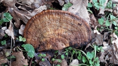 Daedaleopsis confragosa