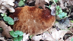 Daedaleopsis confragosa