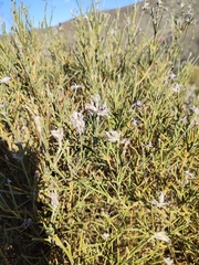 Echinospartum ibericum