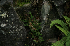 Selaginella sibirica