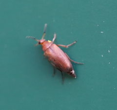 Anaspis flava