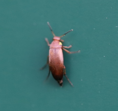 Anaspis flava
