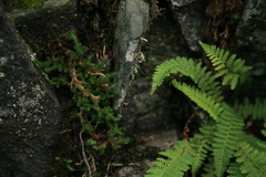 Selaginella sibirica